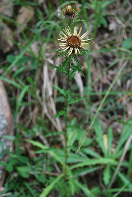 Carlina vulgaris